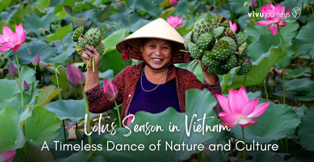 Vietnam lotus