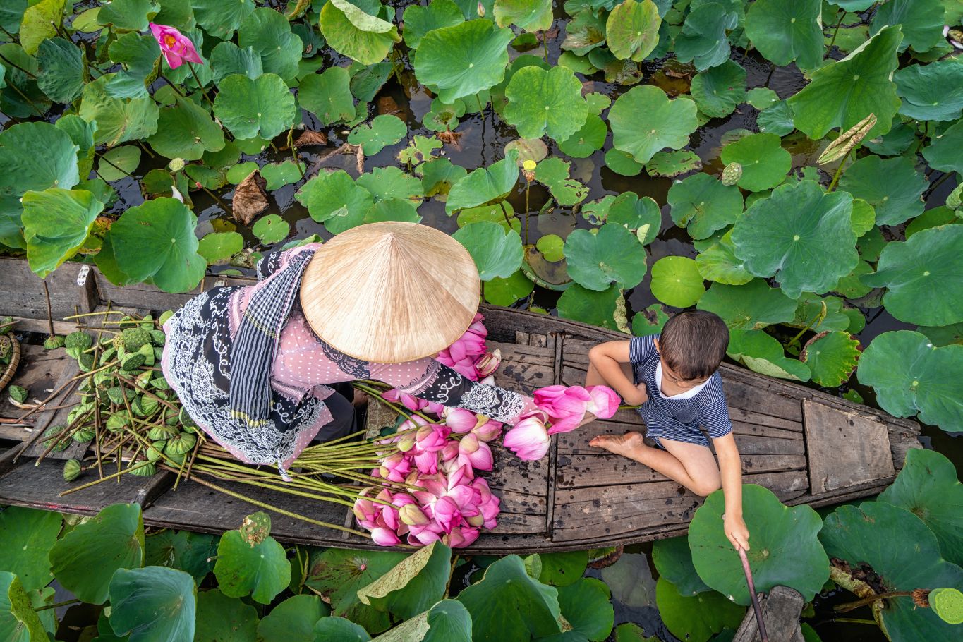 vietnam lotus 