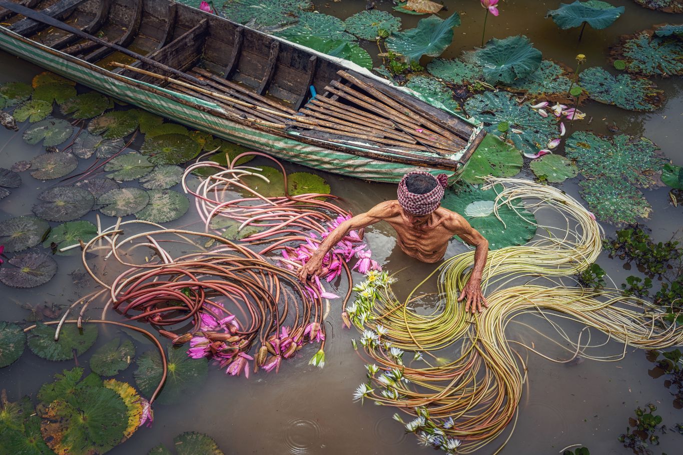 Vietnam lotus 