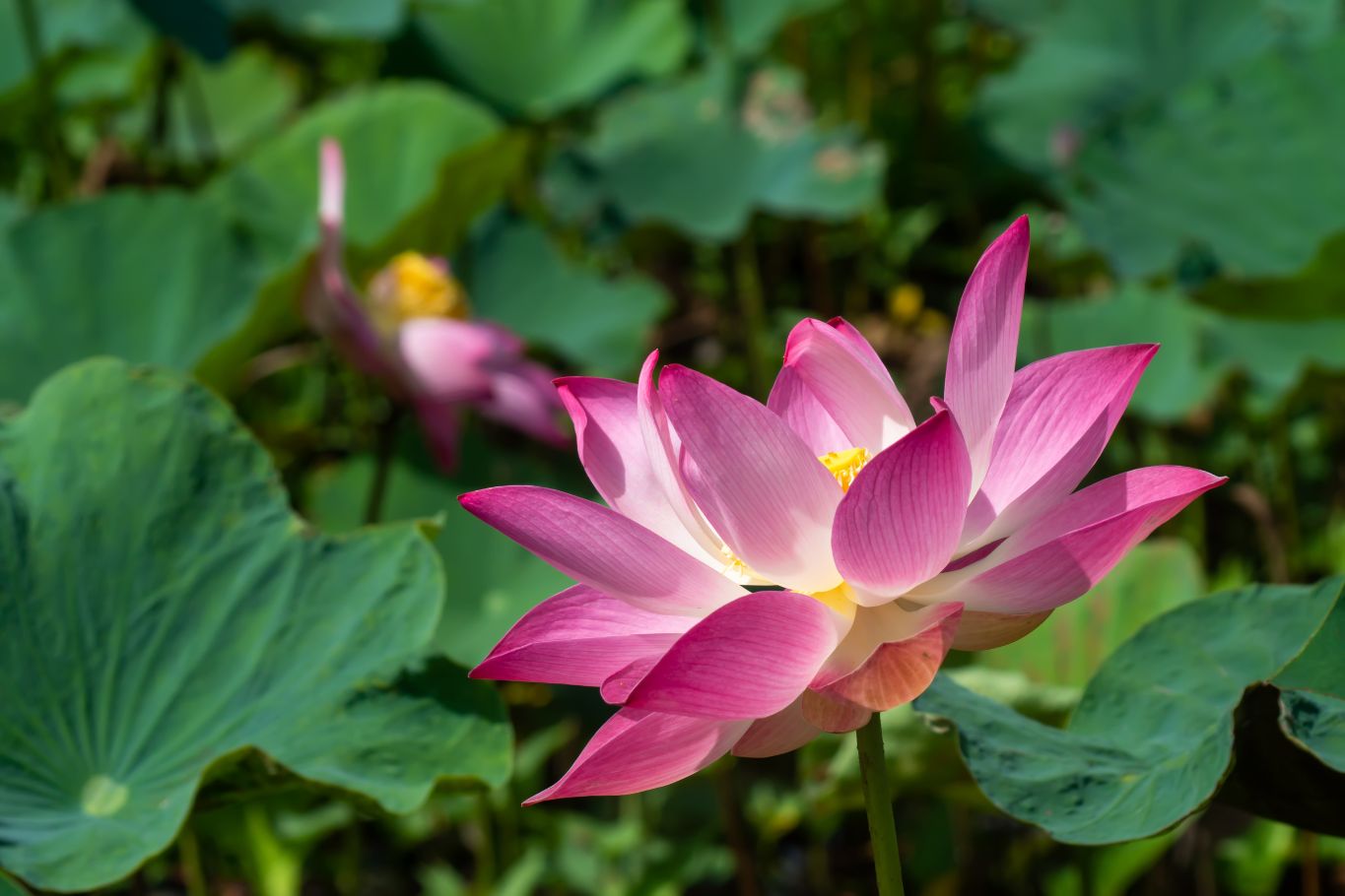 vietnam lotus 