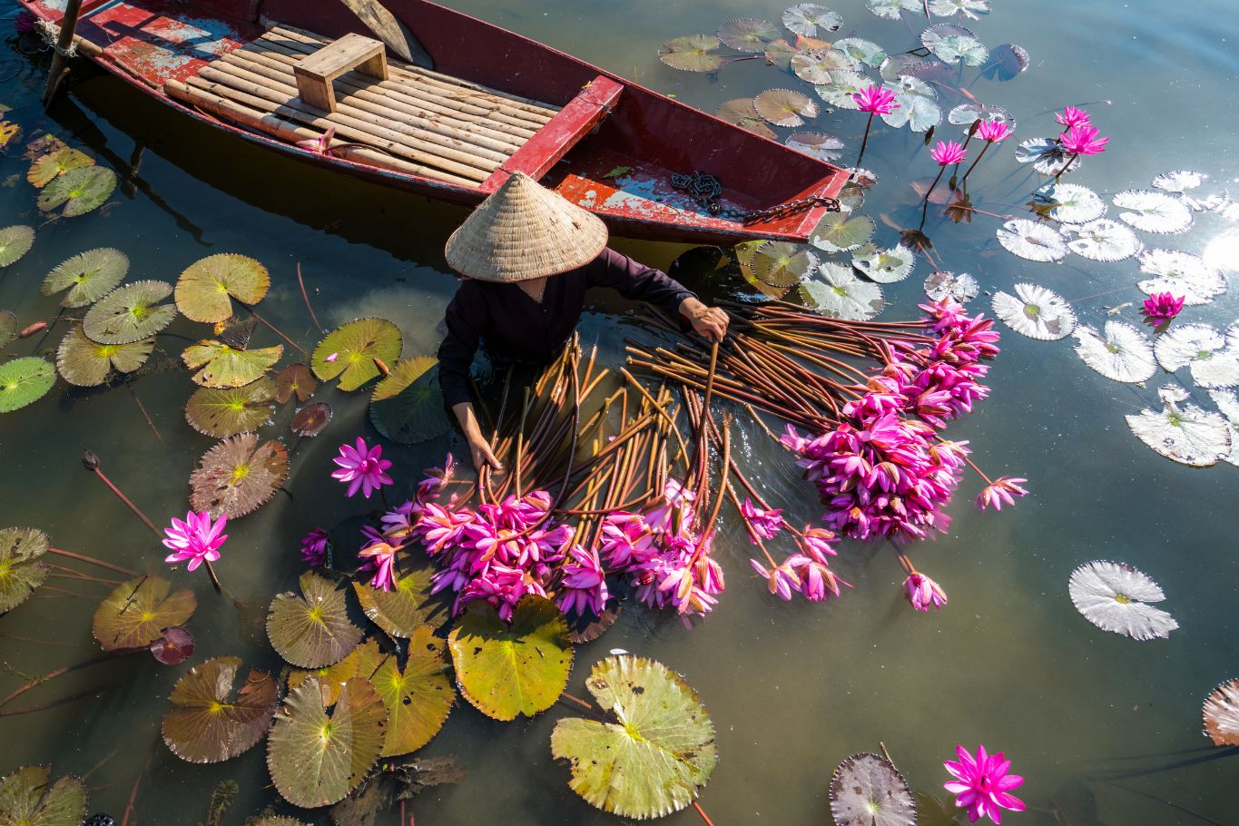 vietnam lotus 