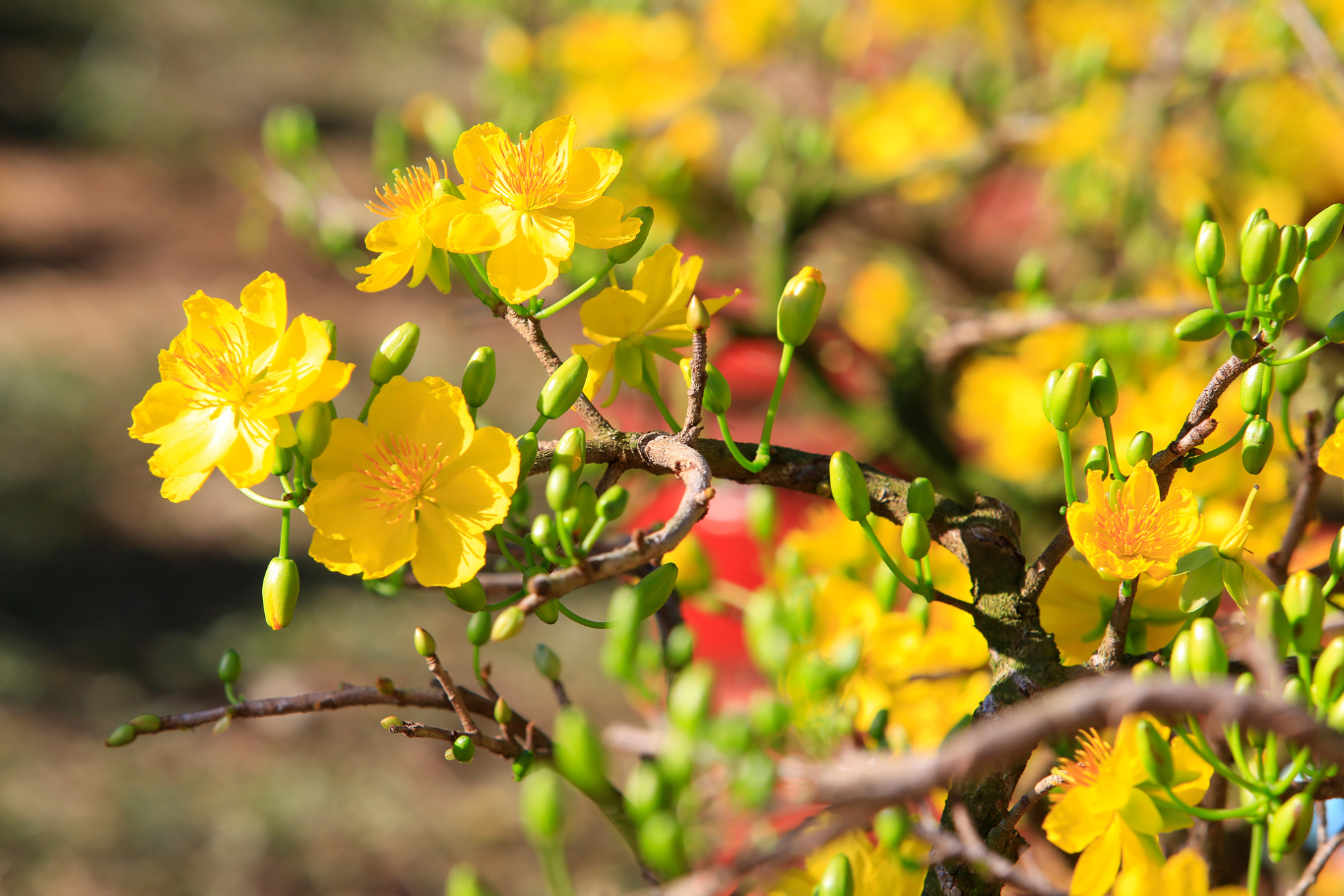 Tet Flower