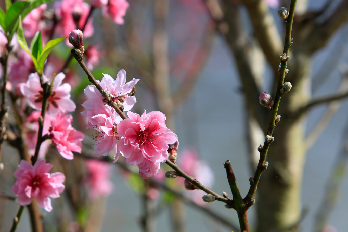 Tet Flower