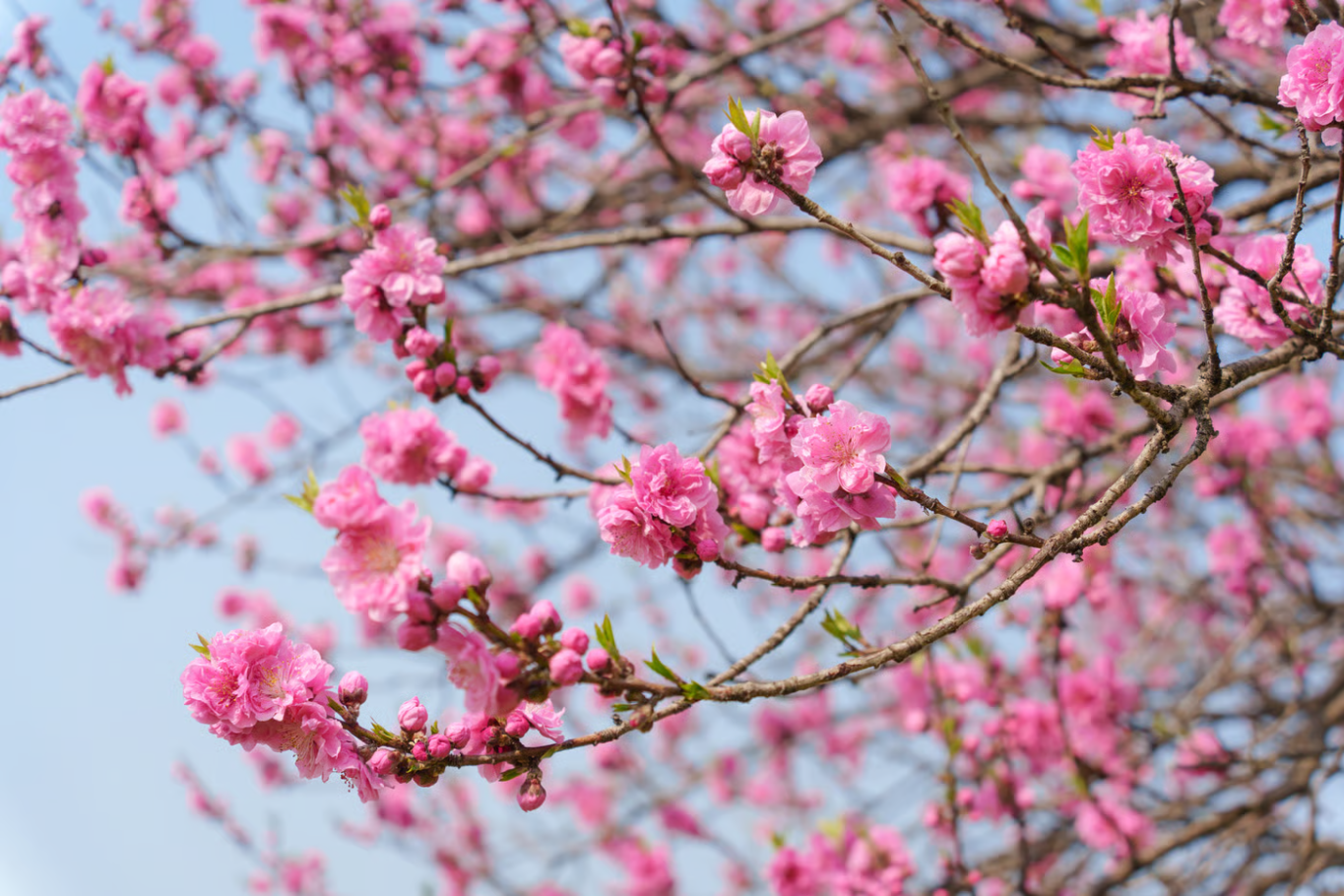 Peach blossom 