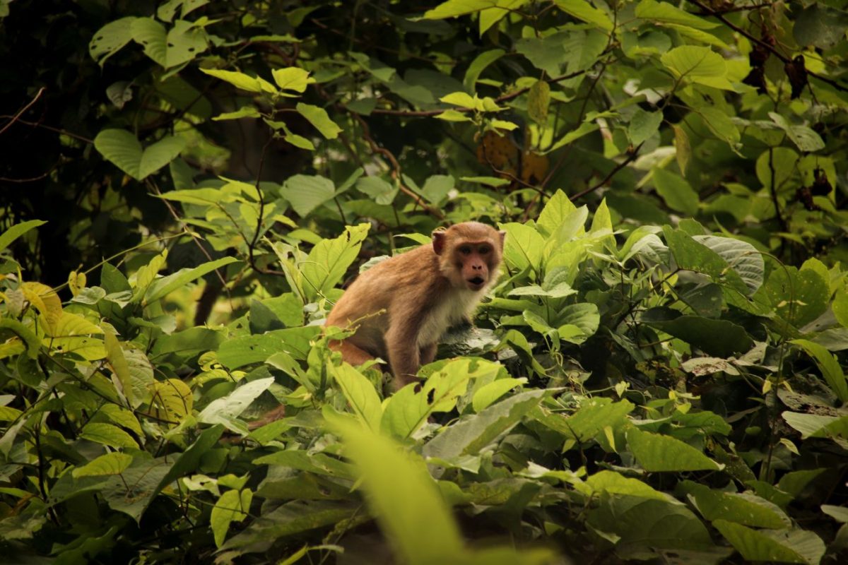 protect wildlife