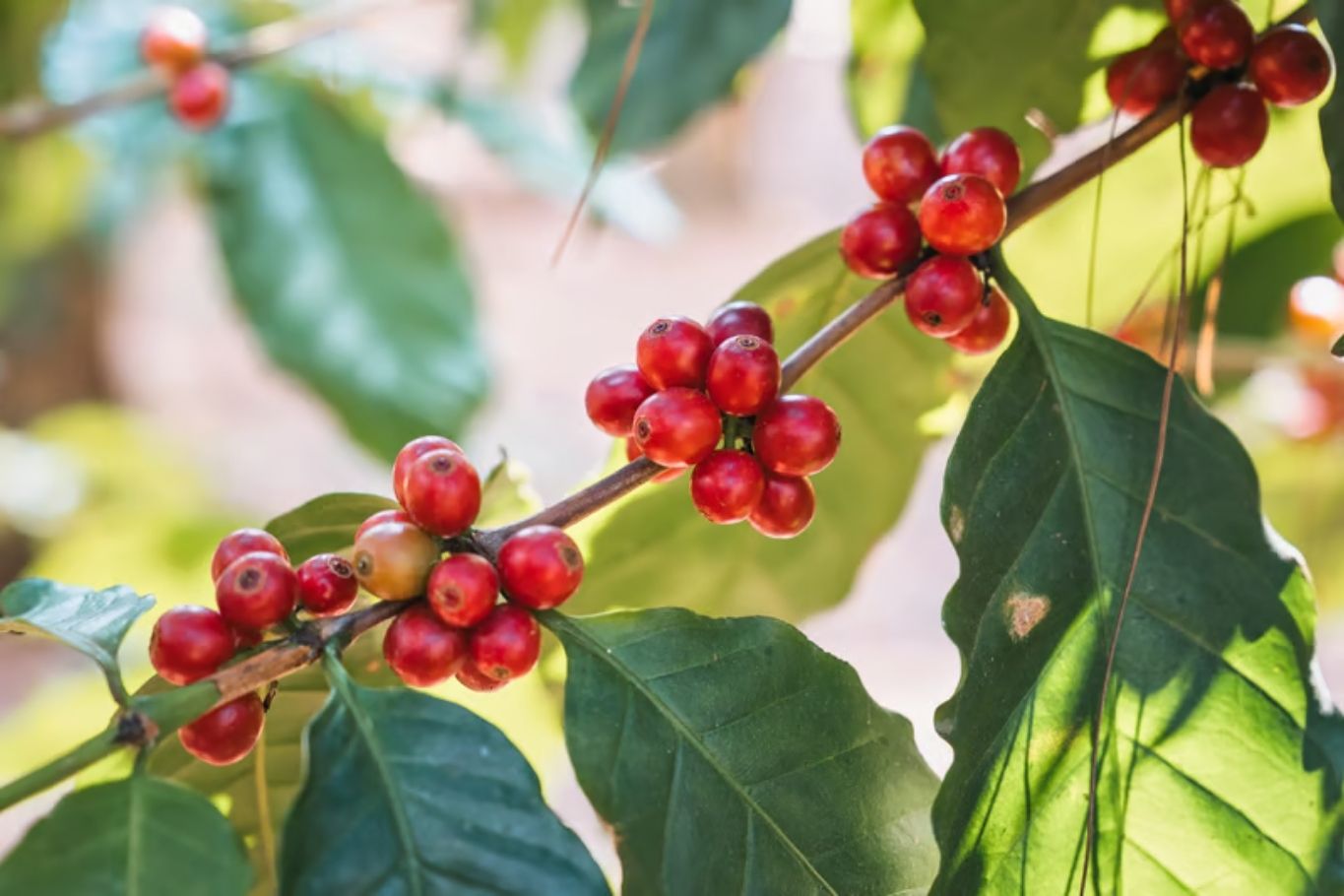 vietnamese coffee culture history